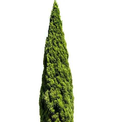 thumbnail for publication: Cupressus sempervirens 'Glauca': 'Glauca' Italian Cypress